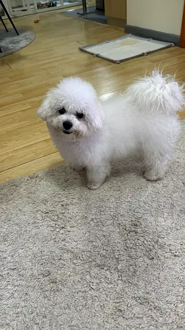Small white Bichon Frise puppy — friendly, house-trained