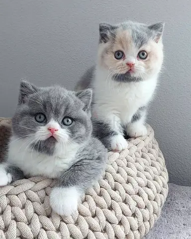 Shorthair British kittens