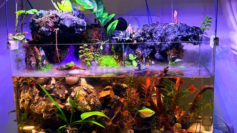 stom Natural Paludarium with Waterfall, Mist Live Plants