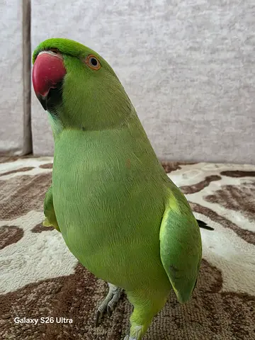 Lost my parrot in shabiya 10
