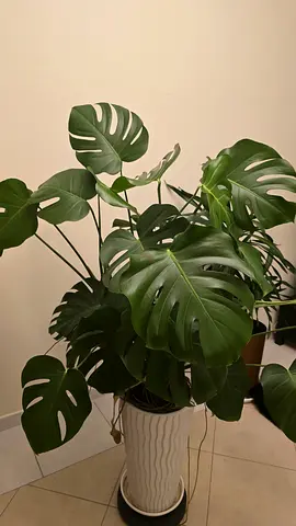 3 Large Indoor Plants with Decorative Pots – Monstera, Dracaena Aglaonema