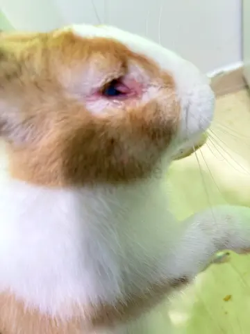 pet