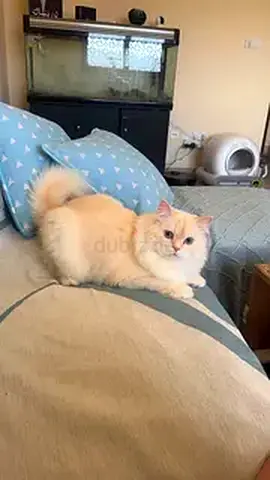 Lovely 3-Year-Old Male Ragdoll Cat for Free Adoption