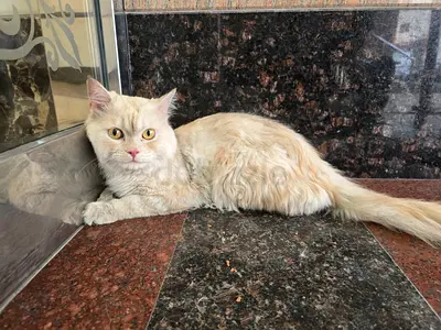 Lost and found cat majaz 2 shj