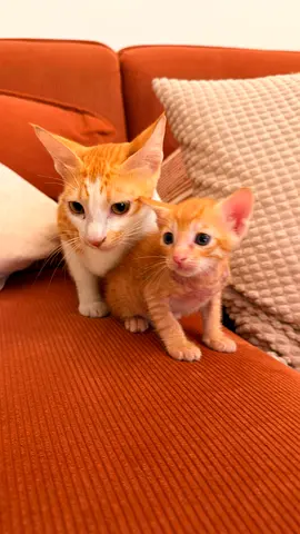 Cats