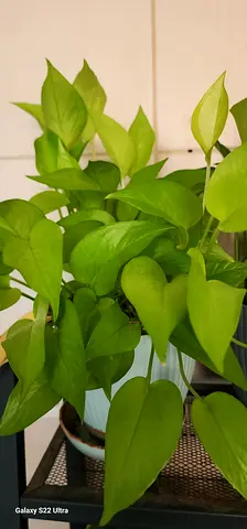 Healthy Golden Pothos (Epipremnum) - (money plant) Lush Green Indoor Plant in Pot