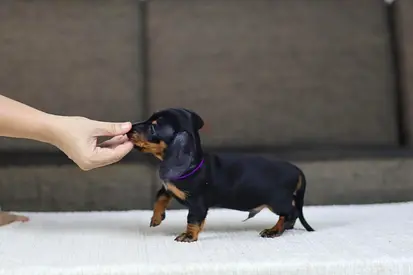 Dachshund puppies