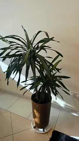 3 Large Indoor Plants with Decorative Pots – Monstera, Dracaena Aglaonema