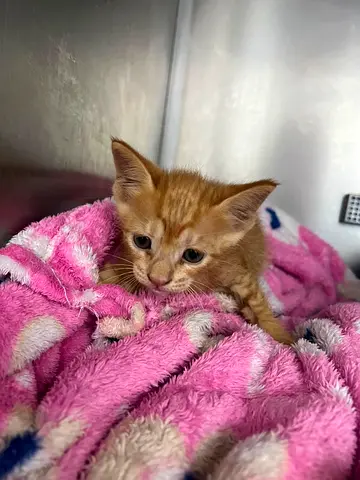 Kittens for adoption