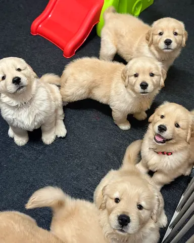 Golden Retriever puppies