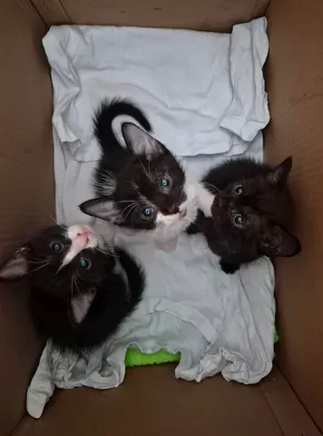 Loving Homes Needed for 3 Rescue Kittens 🐾❤️