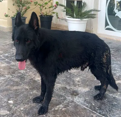 Black German Shepherd for adoption
