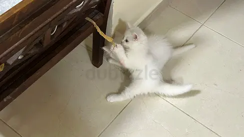 White longhair kitten, playful and friendly
