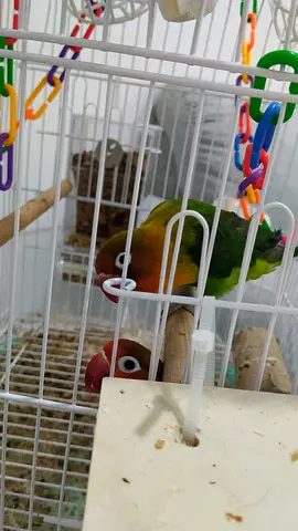 Breeding pair Fischer lovebirds