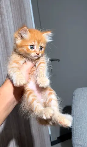 Cute kitten looks for new home 🙏🏼