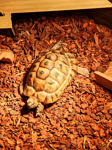 Turtle for adoption!