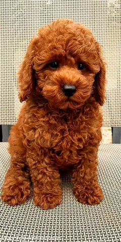 Toy poodle puppies