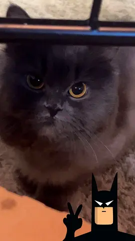Cat for adoption free!!!