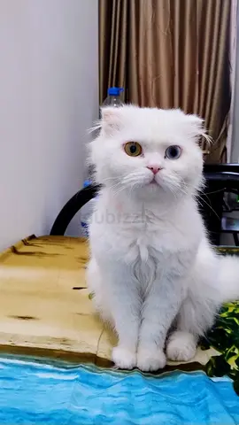 CAT for Free Adoption