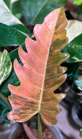 Variegated Caramel Marble Philodendron (Pink/Green) - Healthy potted foliage