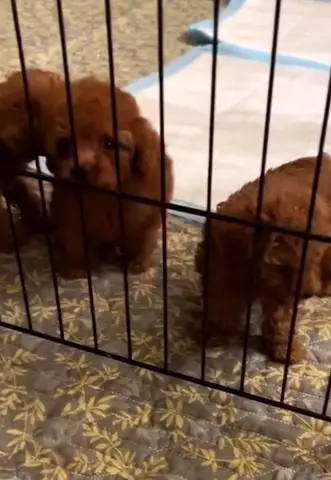 Cute 😍 Poodle Puppies