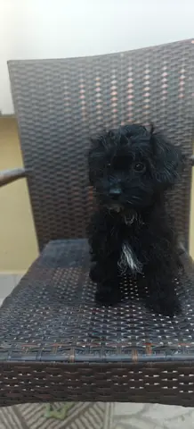 Black Male Havapoo puppy looking for a good home.