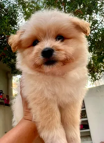 Fluffy Pomeranian puppy — 2 months, friendly and playful