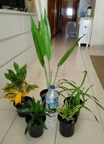 Take all 5 easy to take care indoor plants Final price , last price , best price 80 dhs only