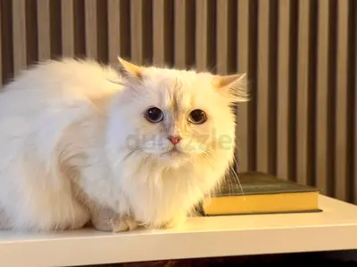 Cats