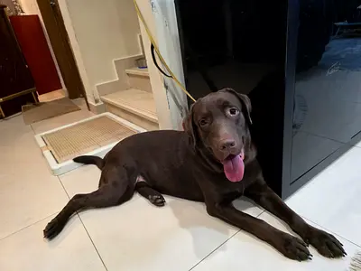 Brown lab