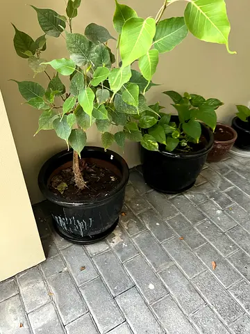 Flowers pots with plants