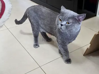 British short hair cat