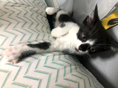 Kitten Panda Persian Mix