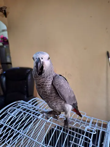 African grey well tamed good talking