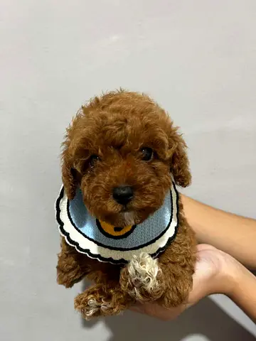 Tiny red toy poodle puppy — healthy, friendly, ready for a new home