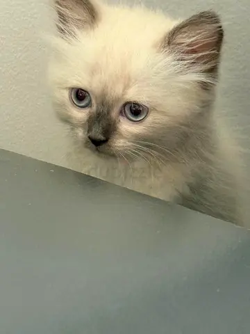 8week-old Ragdoll kitten available for adoption - playful and gentle