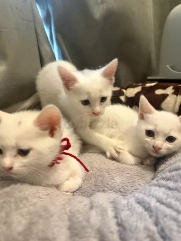 Cat for free adoption