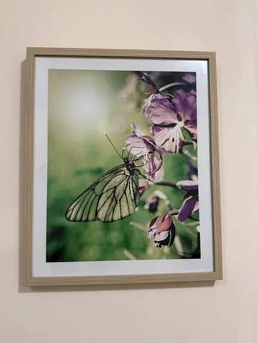 Framed Butterfly Photography Print - Wooden Frame