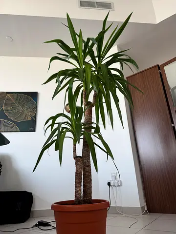 MOVE OUT SALE! Large indoor yucca/dracaena plant in pot - very healthy, low maintenance!