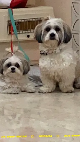 Ras Al Khaimah .. 2 Shih Tzu Mix Dogs,- Looking for a home..Not for sale and not for Resellers