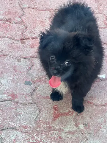 Pomerania female