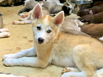 ⭐ Shiba Inu puppy ⭐ 3 months old, ready for its new home