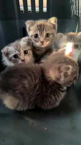 Scottish fold Cat