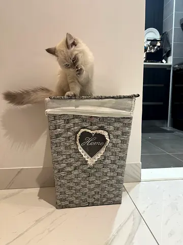 Laundry Hamper