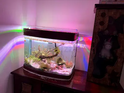 Used 300L Glass Aquarium Tank with Plants and Driftwood - Ready Setup