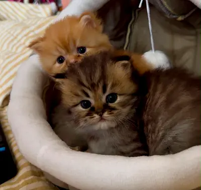 Kittens adoption