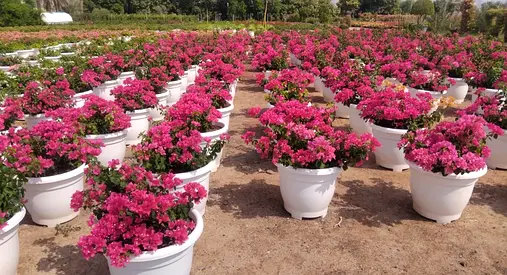 Bougainvillea Plants in Large White Pots - Ready for Garden or Landscape