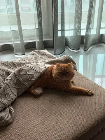 Cat for adoption