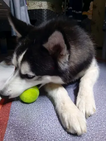 Siberian Husky up for adoption. (Alaska)