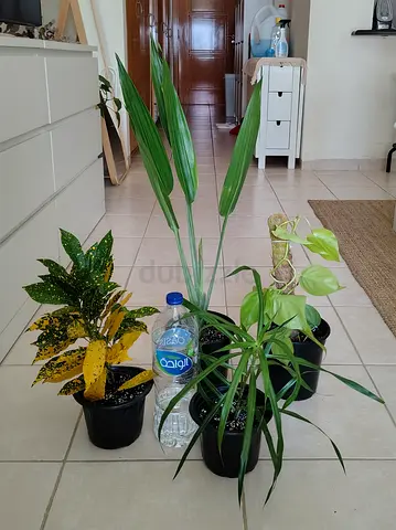 Take all 4 easy to take care  indoor plants Final price , last price , best price  80 dhs only